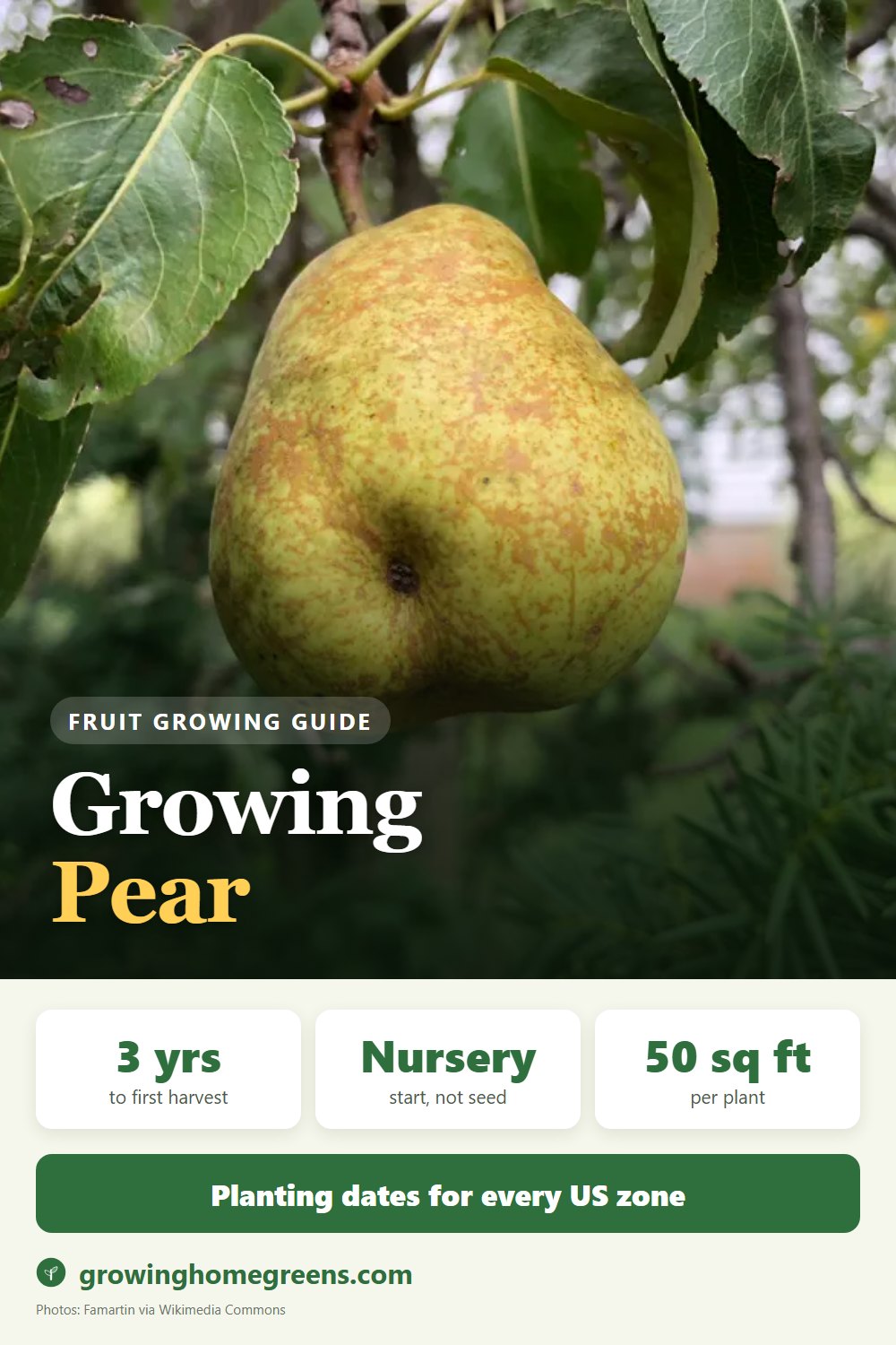 Pear: growing guide