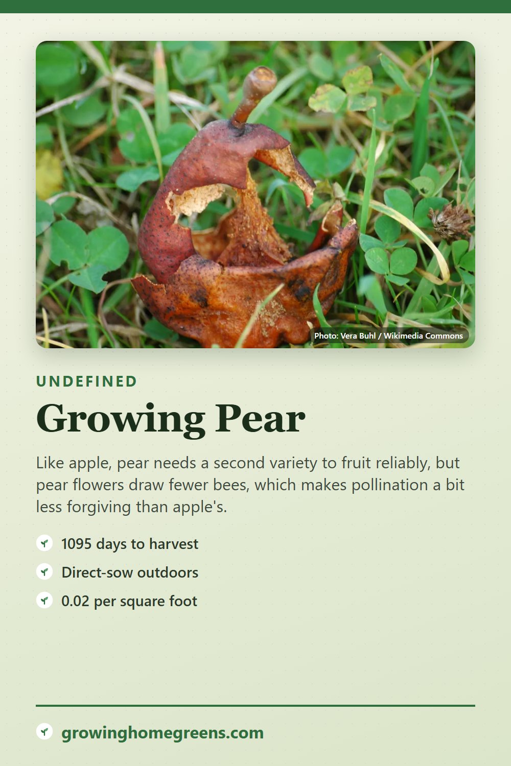 Pear: growing guide