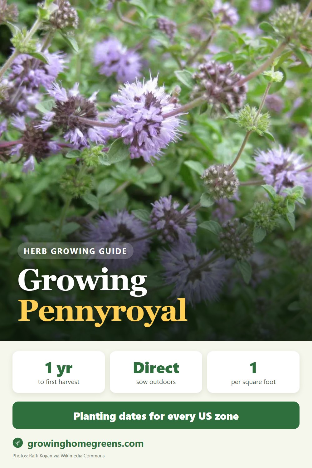 Pennyroyal: growing guide