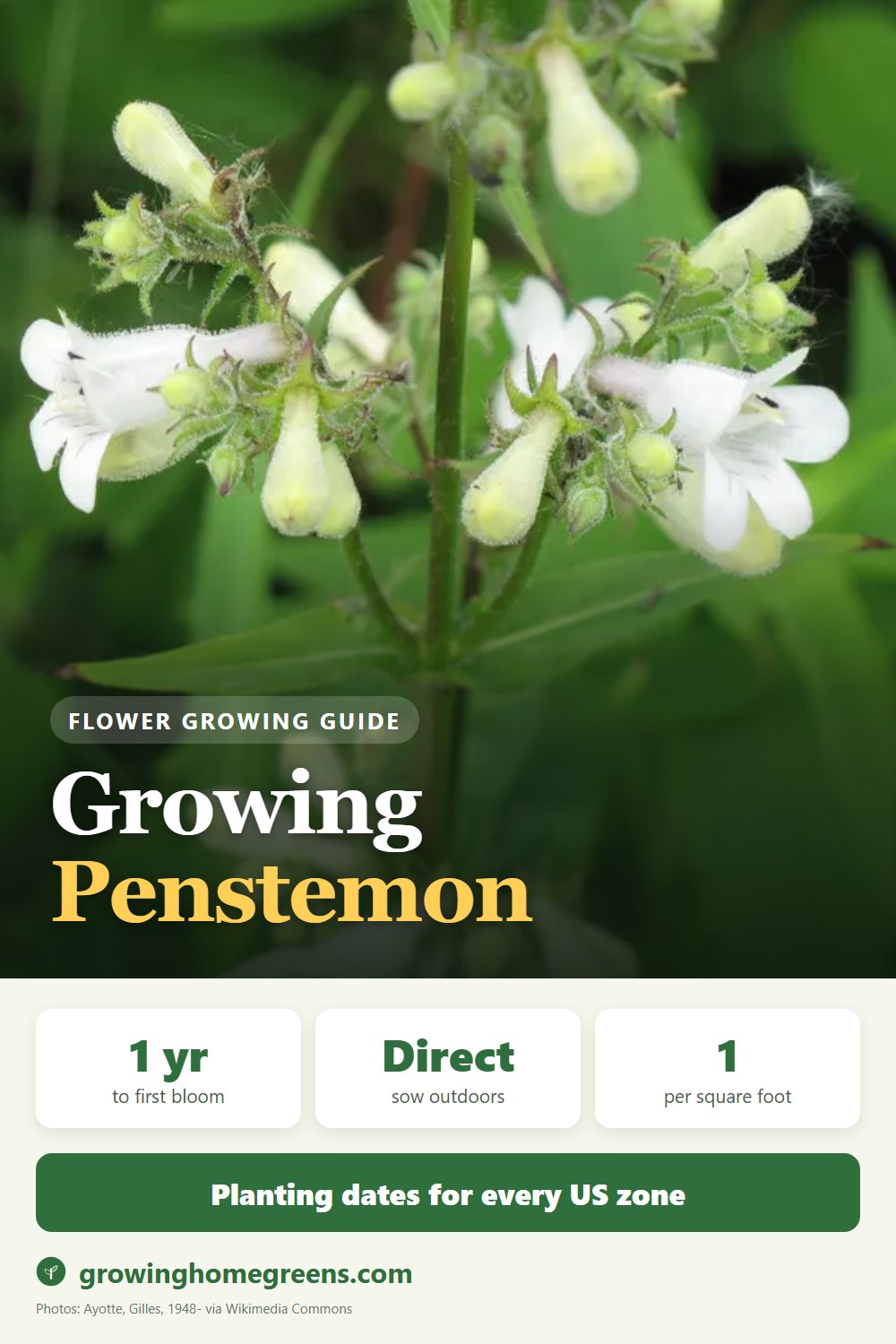 Penstemon (Beardtongue): growing guide