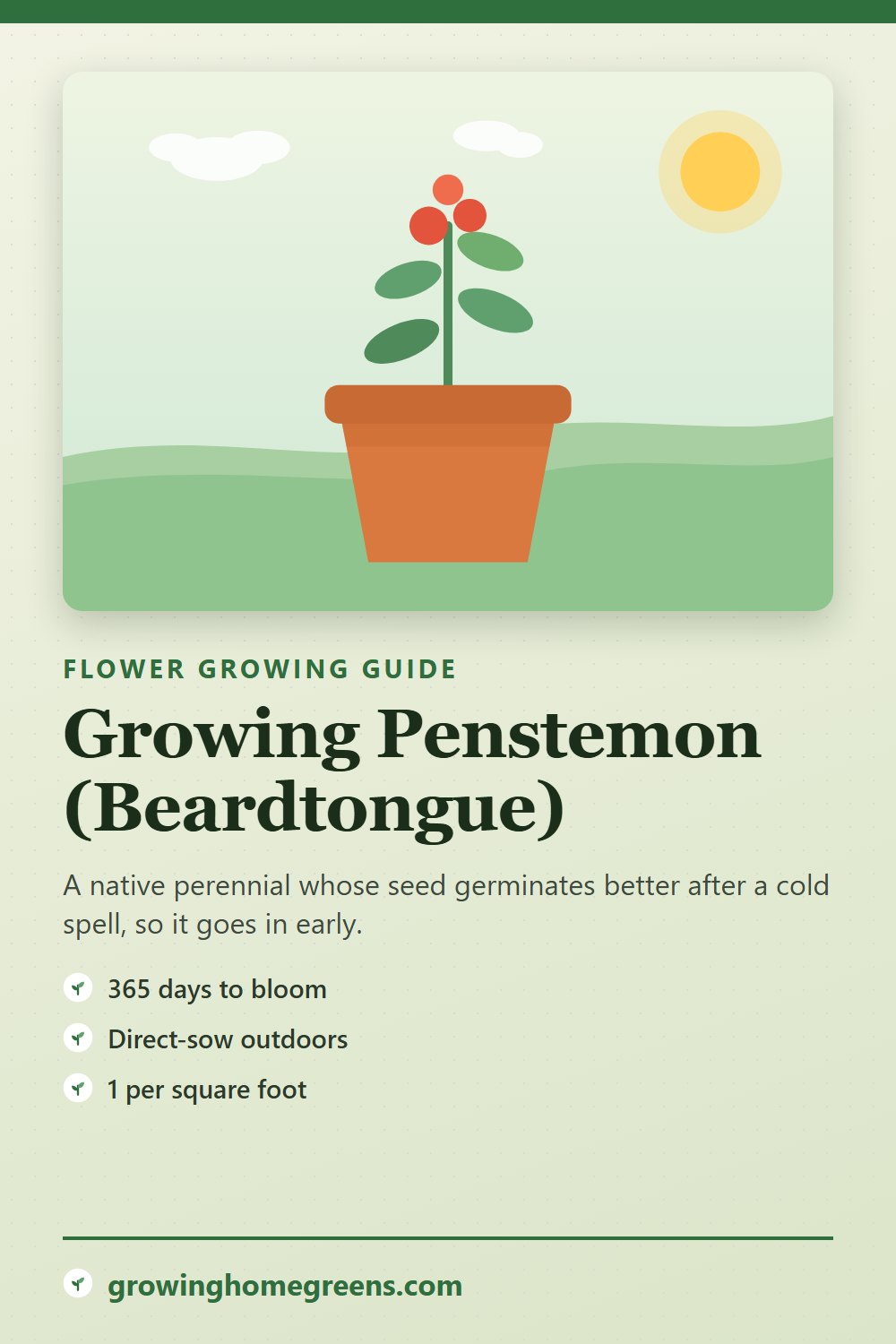 Penstemon (Beardtongue): growing guide