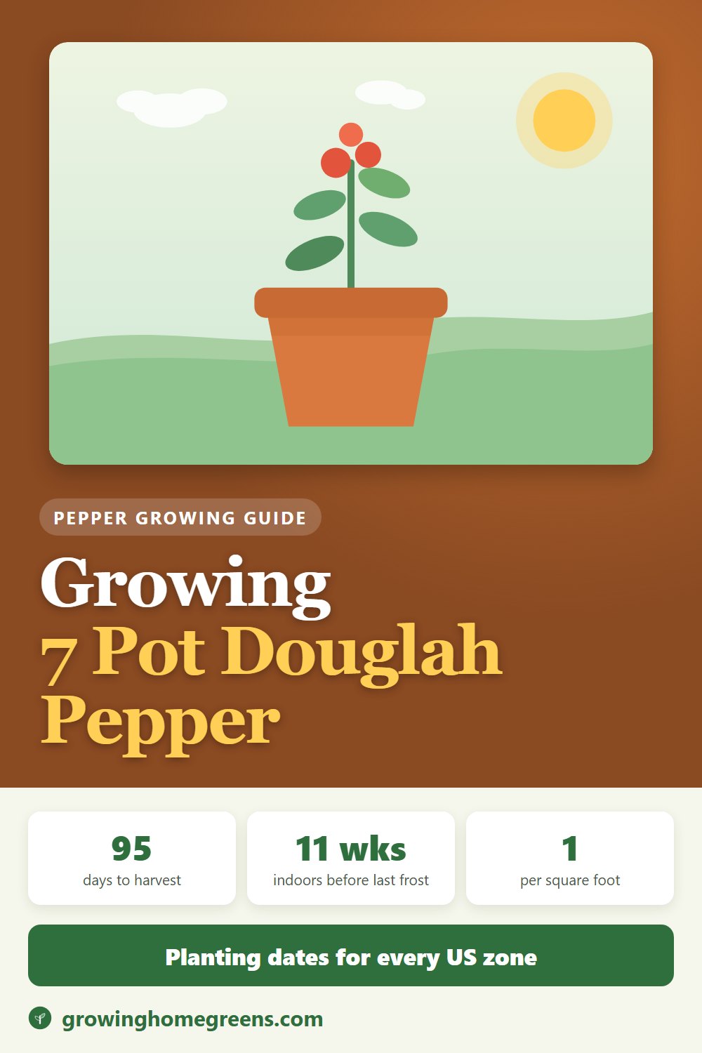 Growing 7 Pot Douglah Pepper (Chocolate 7 Pot) in USDA zone 11b