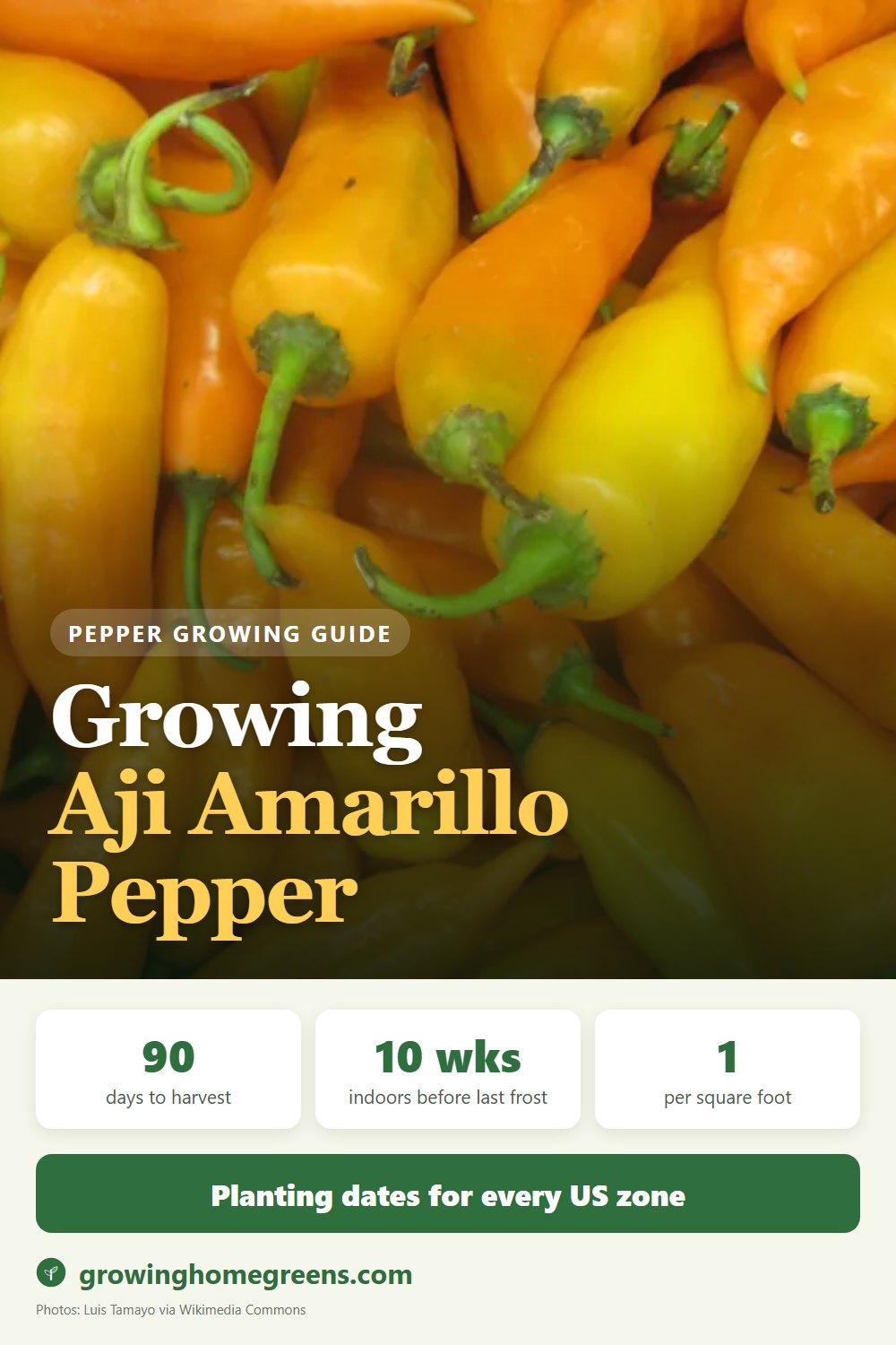 Growing Aji Amarillo Pepper in USDA zone 11b