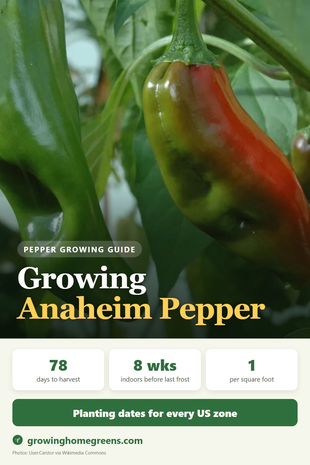 Growing Anaheim Pepper (New Mexico, Hatch) in USDA zone 11b