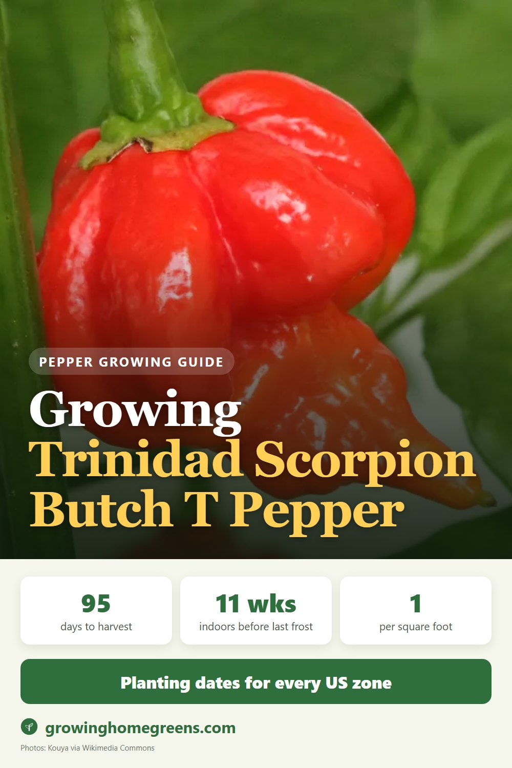 Growing Trinidad Scorpion Butch T Pepper in USDA zone 11b