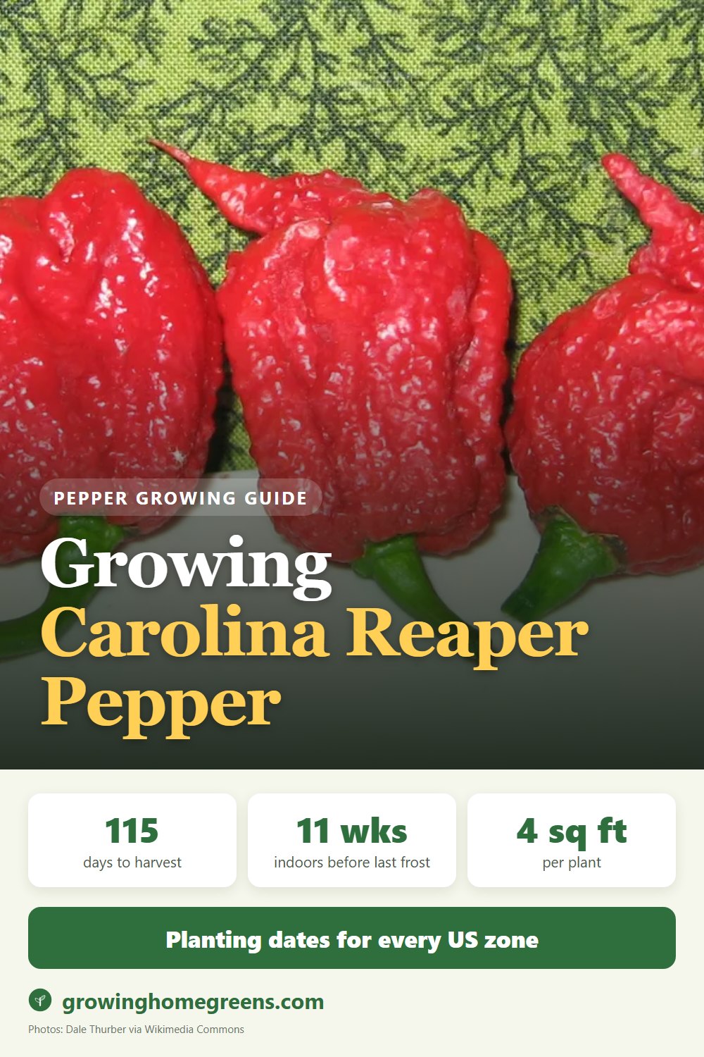 Growing Carolina Reaper Pepper in USDA zone 11b