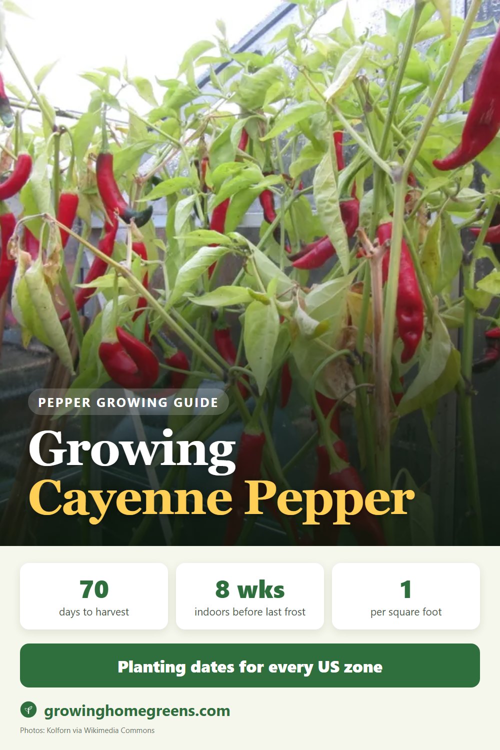 Growing Cayenne Pepper in USDA zone 11b