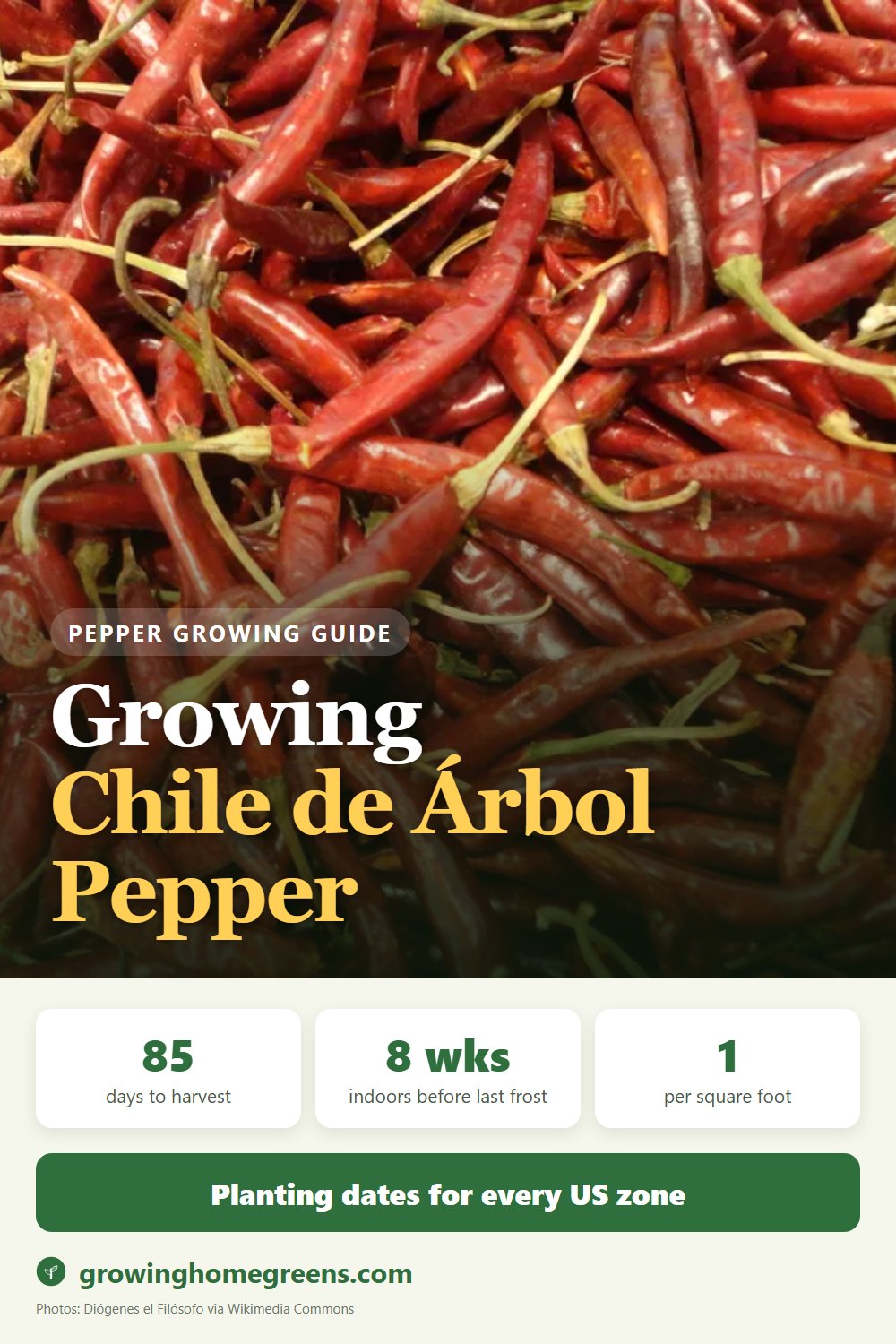 Growing Chile de Árbol Pepper in USDA zone 11b