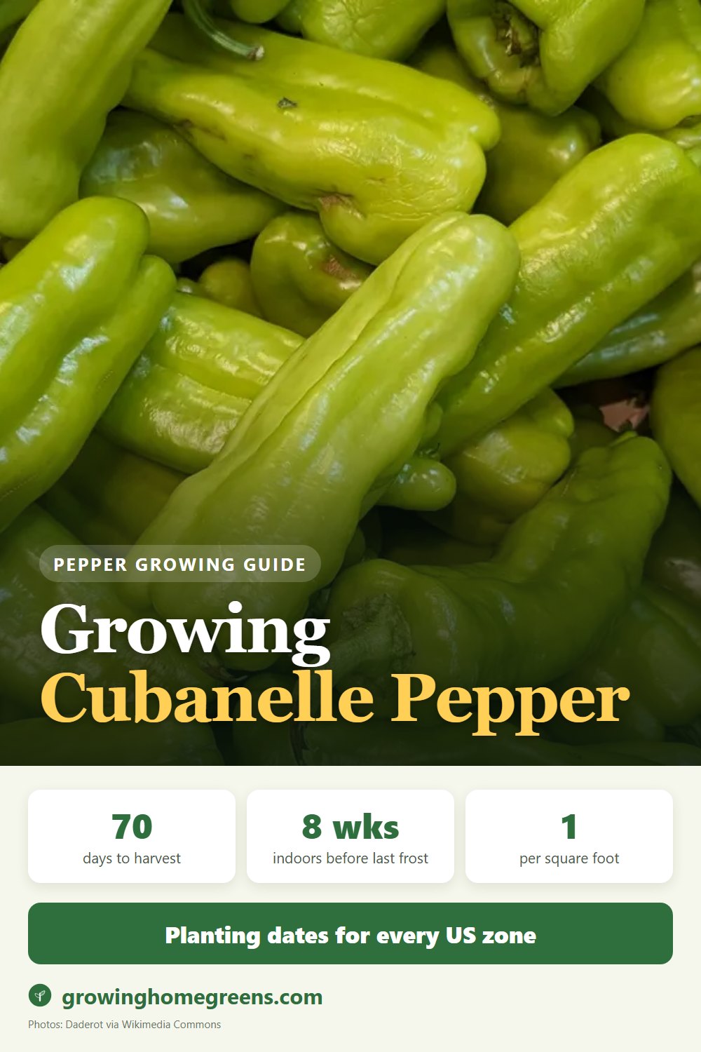 Growing Cubanelle Pepper in USDA zone 11b