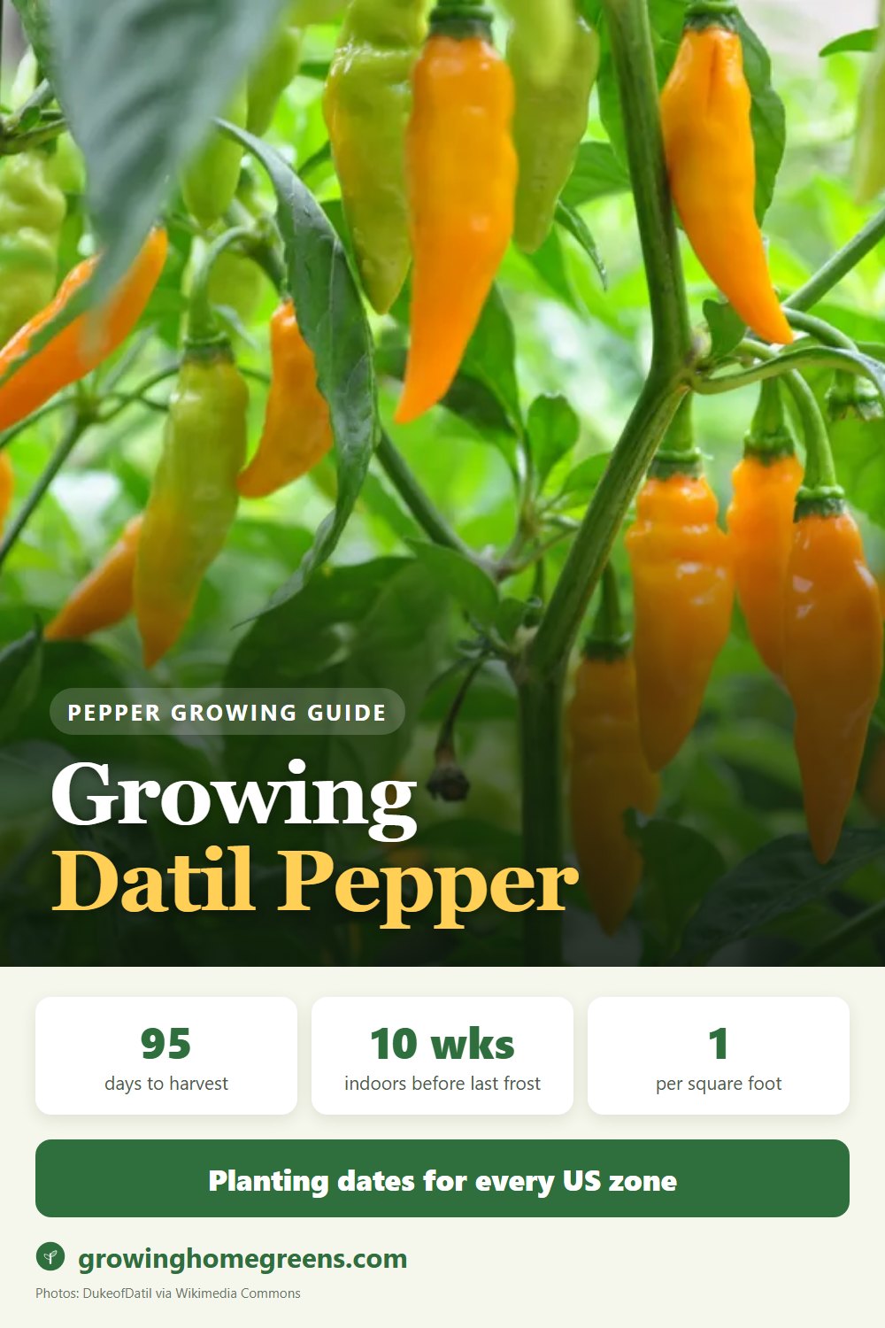 Growing Datil Pepper in USDA zone 11b