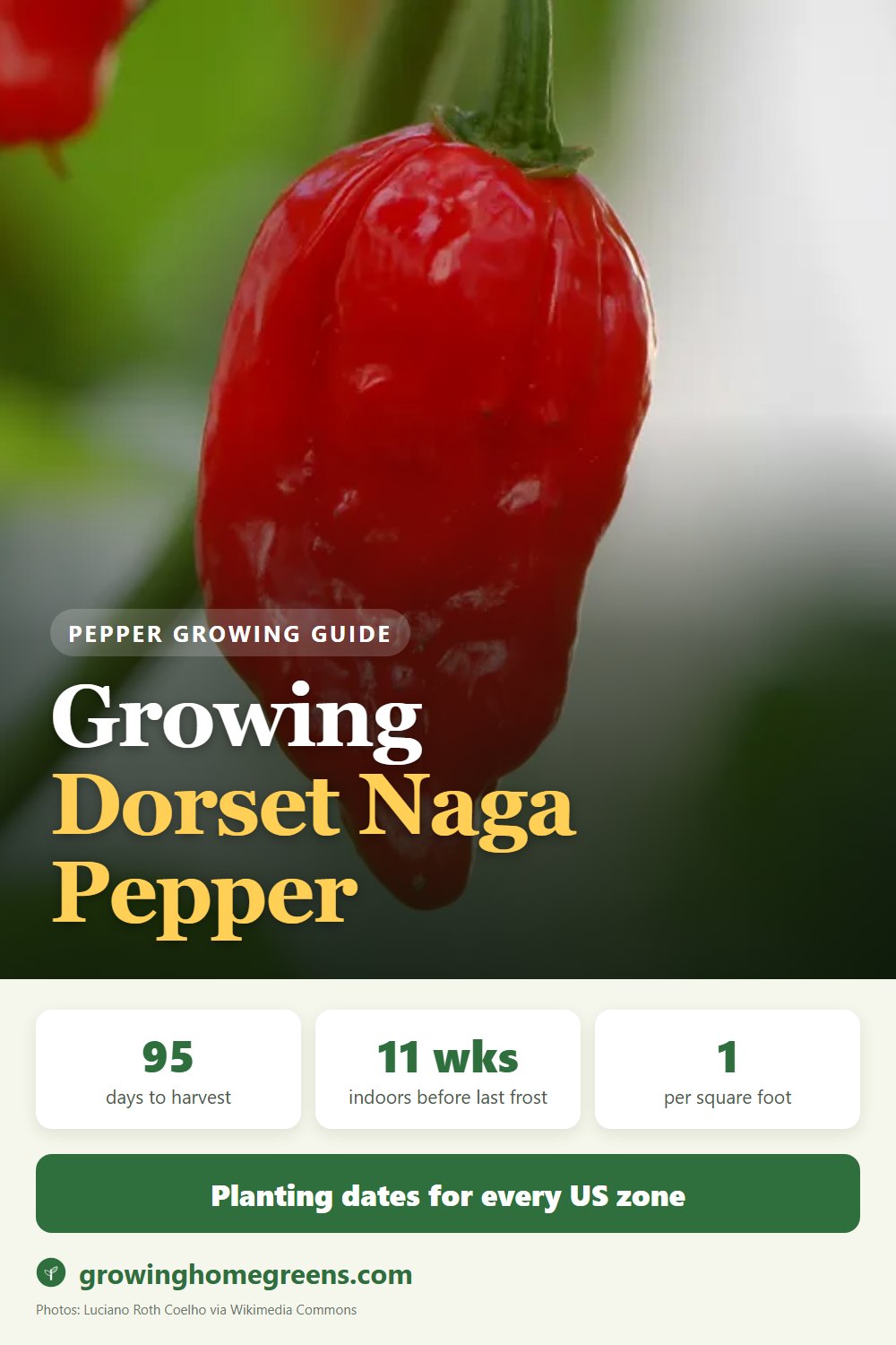 Growing Dorset Naga Pepper in USDA zone 11b