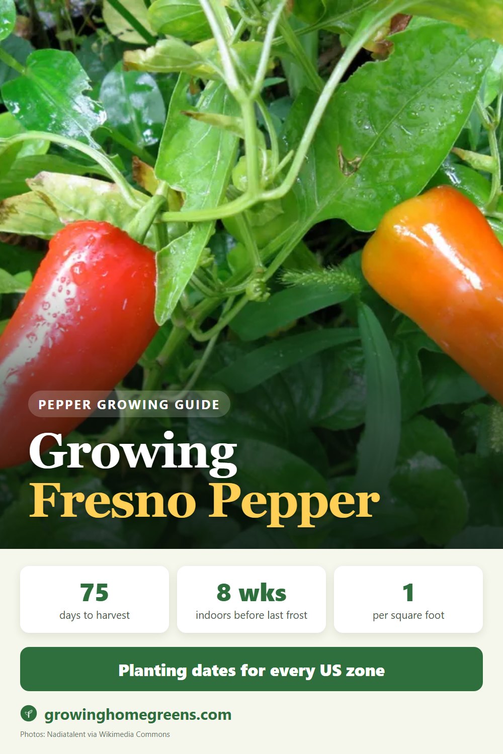 Growing Fresno Pepper in USDA zone 11b
