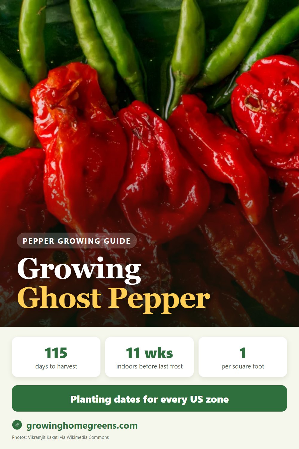 Growing Ghost Pepper (Bhut Jolokia) in USDA zone 11b