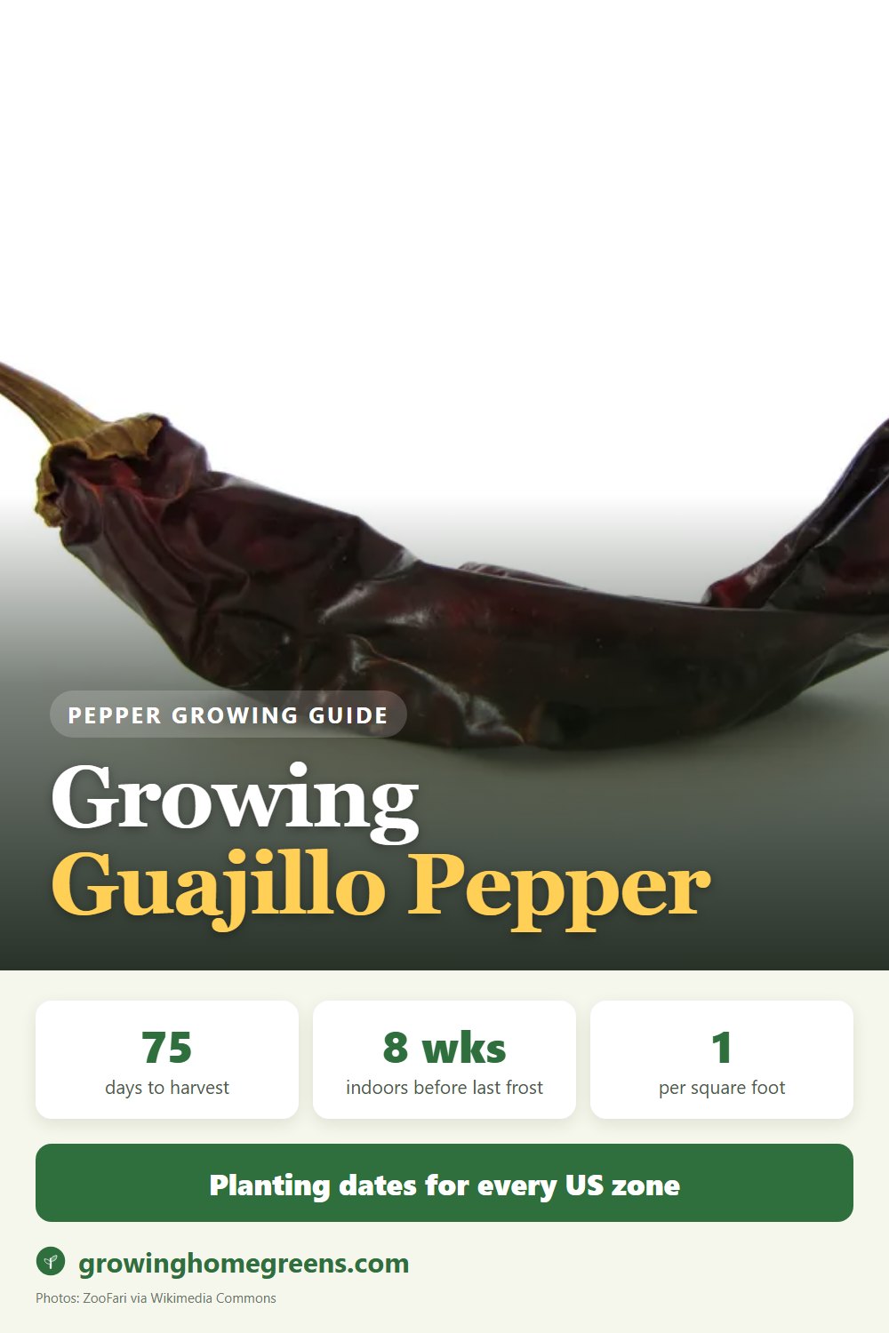 Growing Guajillo Pepper (Mirasol) in USDA zone 11b