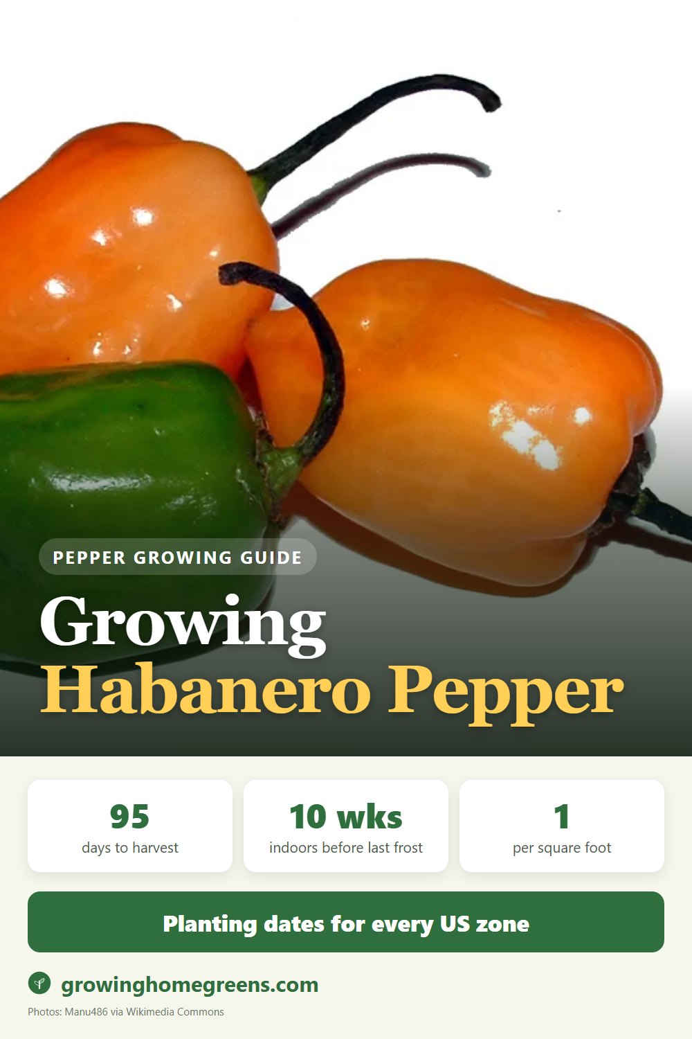 Growing Habanero Pepper in USDA zone 11b