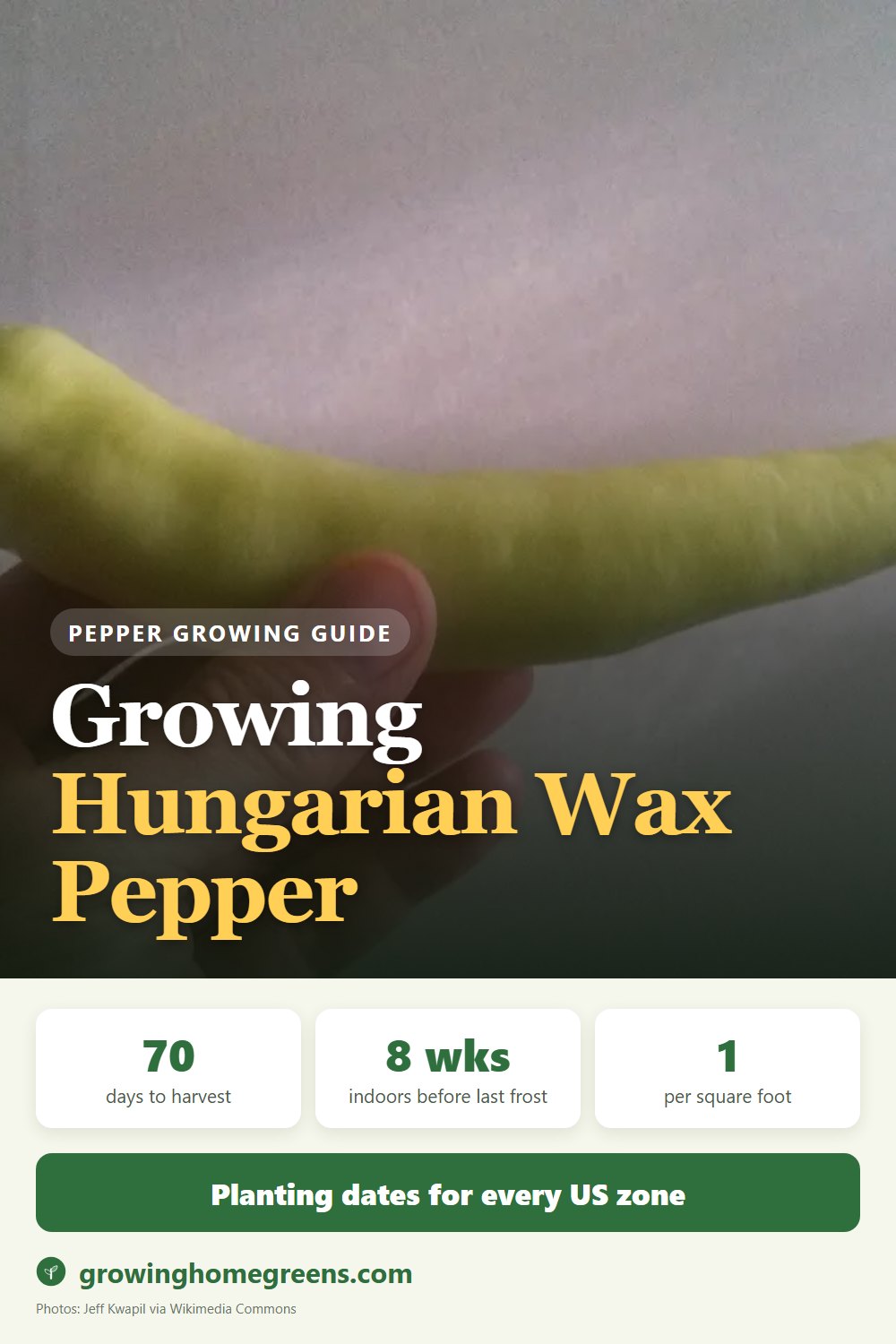 Growing Hungarian Wax Pepper in USDA zone 11b