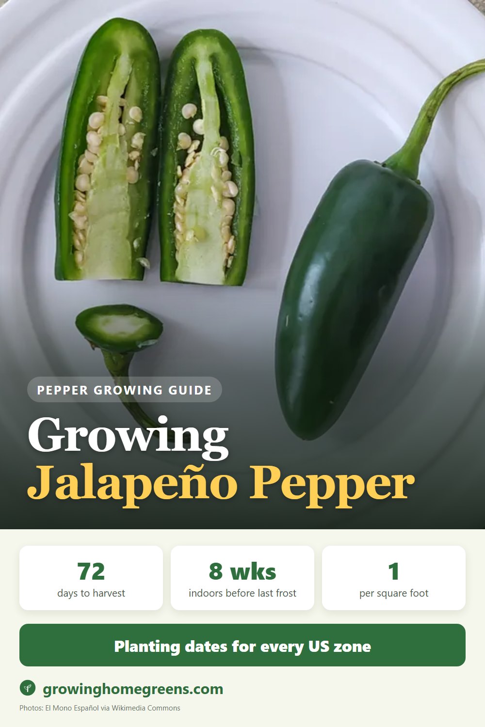 Growing Jalapeño Pepper in USDA zone 11b
