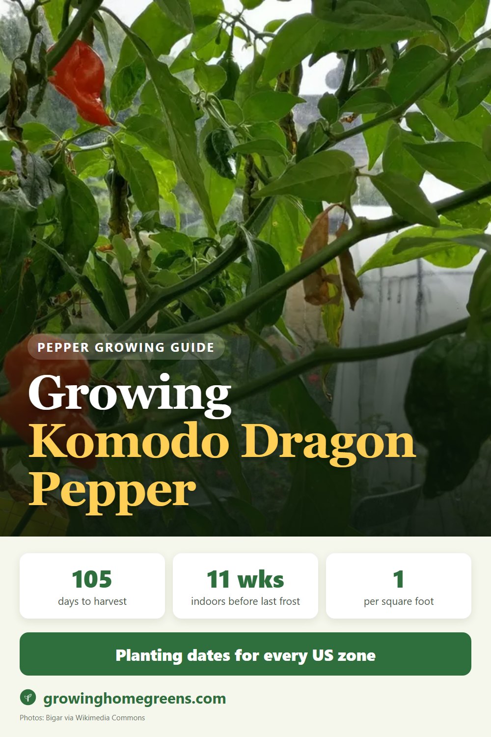 Growing Komodo Dragon Pepper in USDA zone 11b