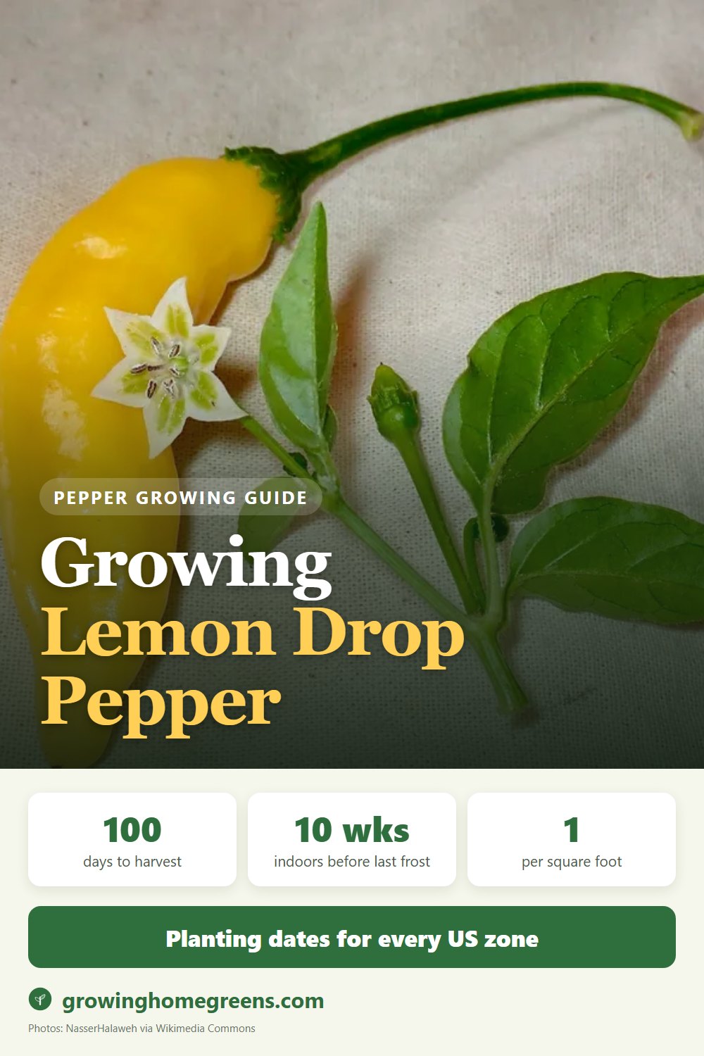 Growing Lemon Drop Pepper in USDA zone 11b
