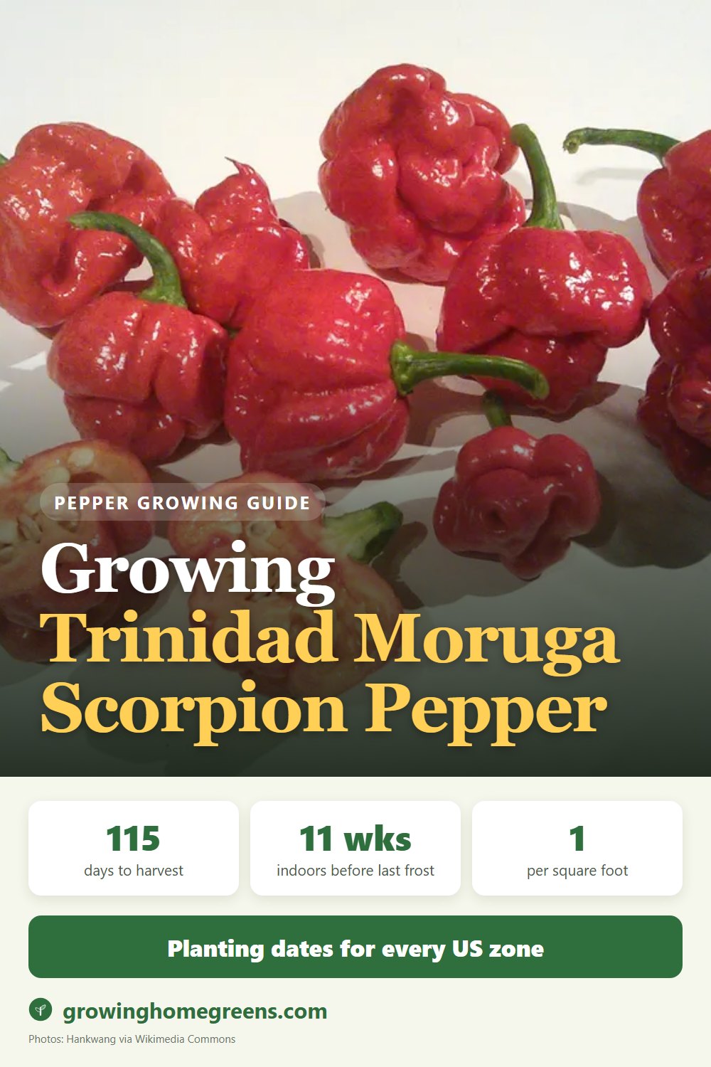 Growing Trinidad Moruga Scorpion Pepper in USDA zone 11b