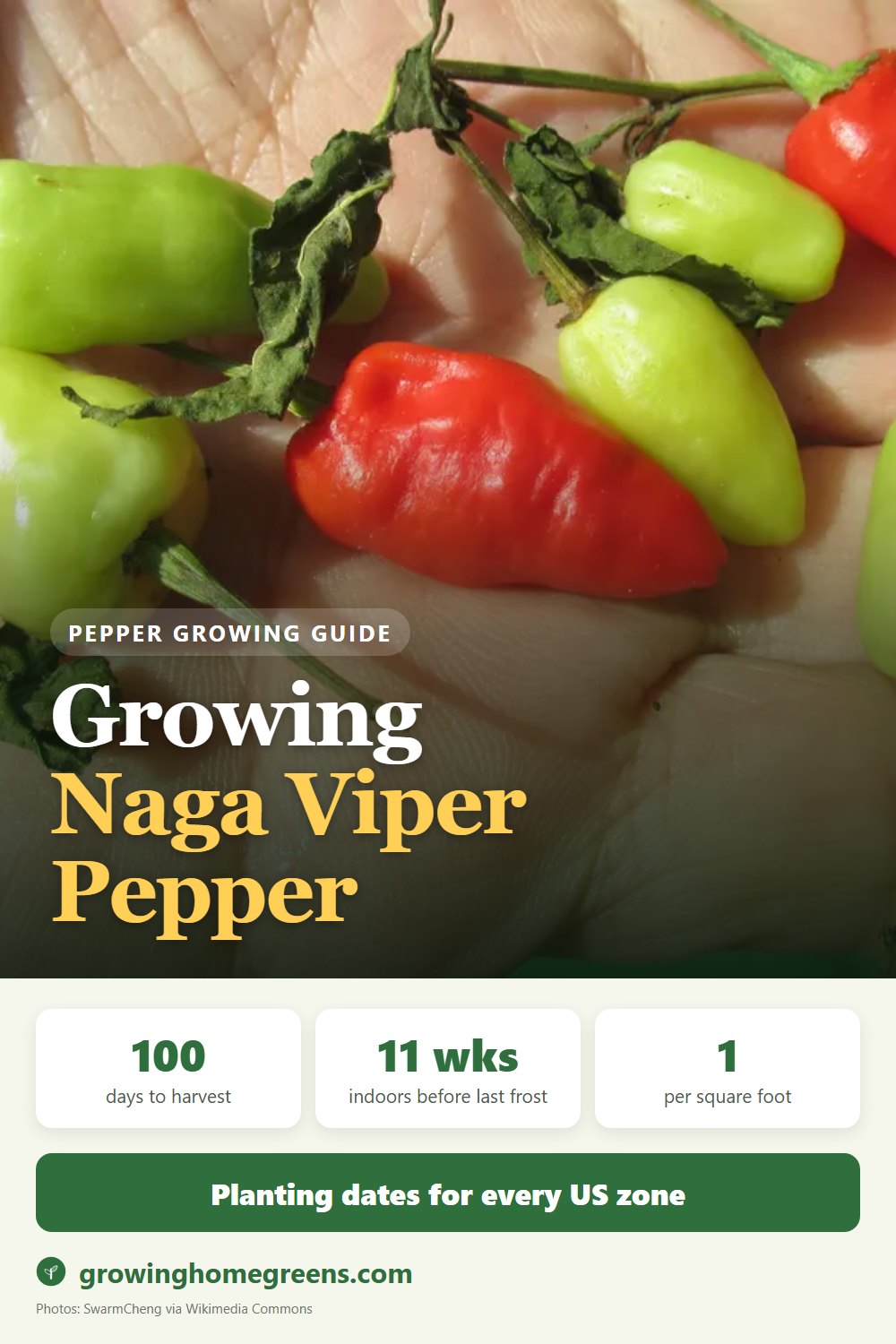 Growing Naga Viper Pepper in USDA zone 11b
