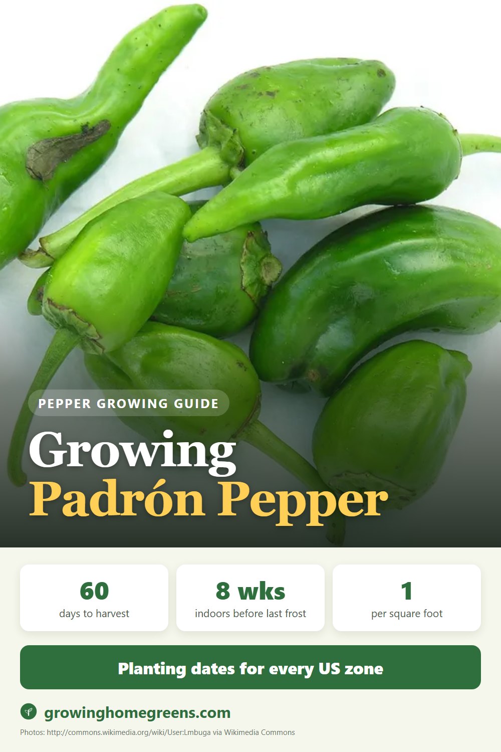 Growing Padrón Pepper in USDA zone 11b