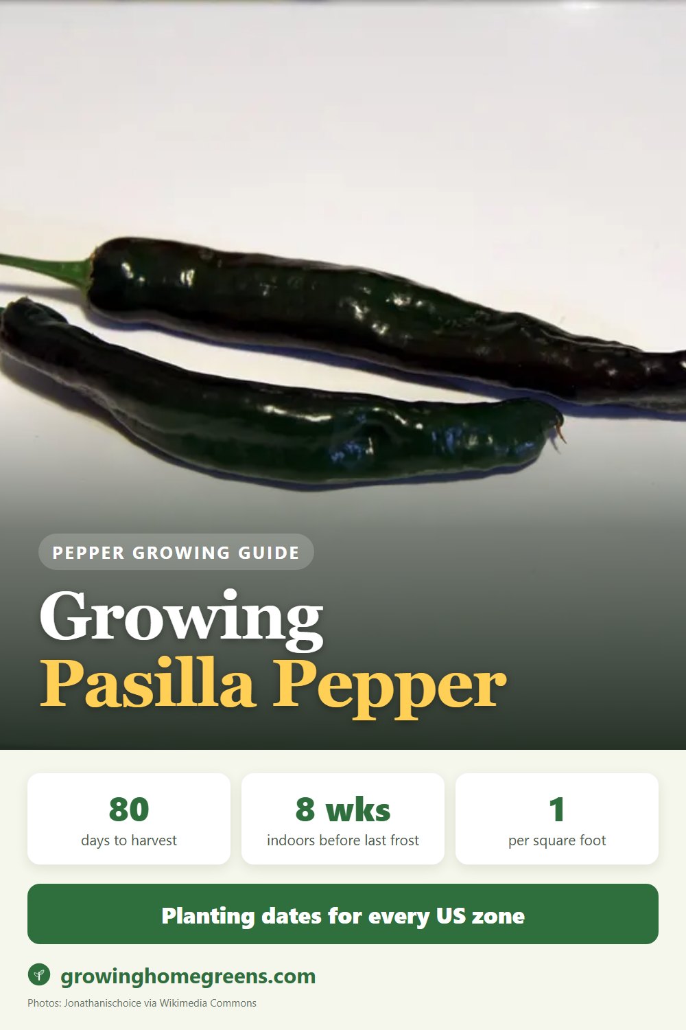 Growing Pasilla Pepper (Chilaca) in USDA zone 11b