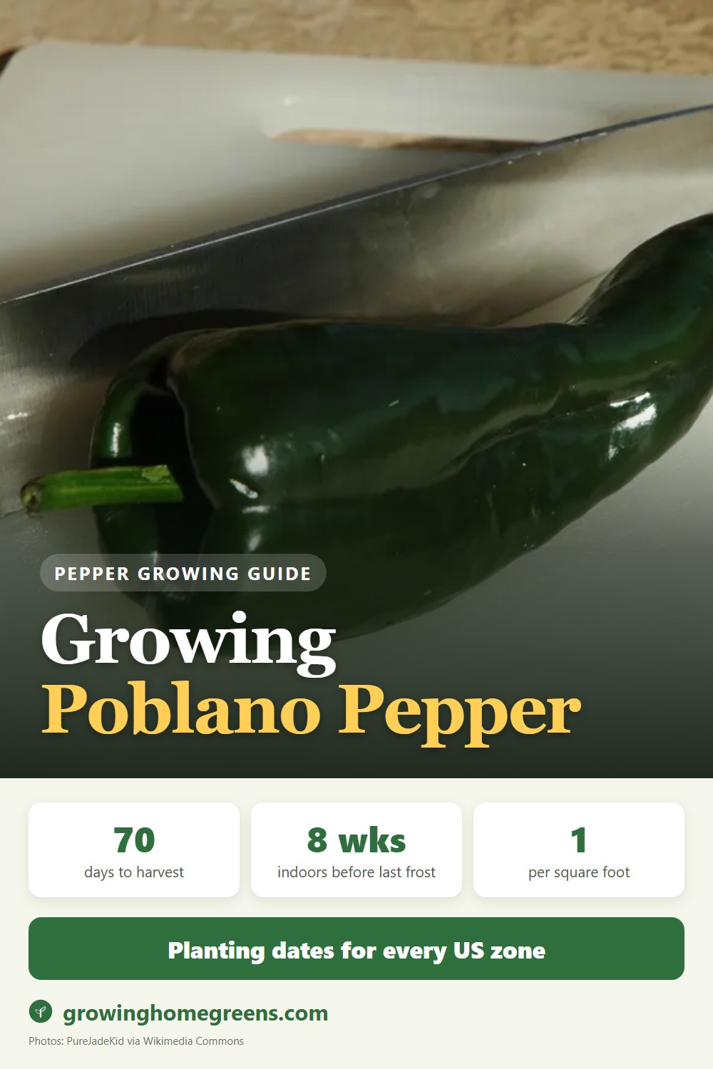 Growing Poblano Pepper (Ancho) in USDA zone 11b