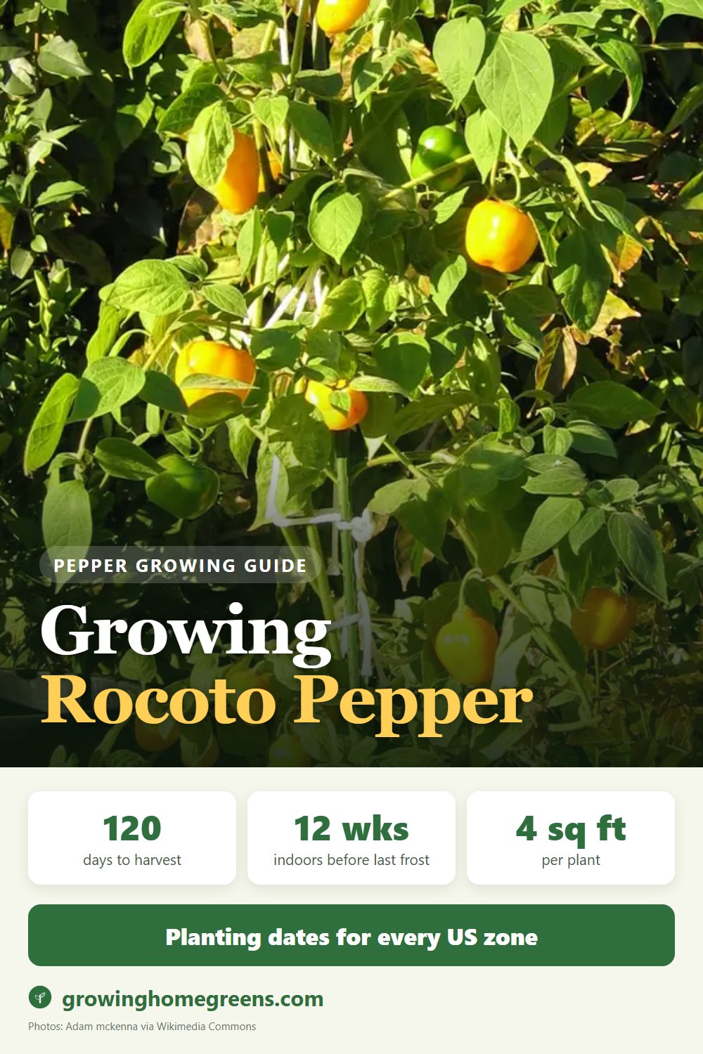 Growing Rocoto Pepper in USDA zone 11b