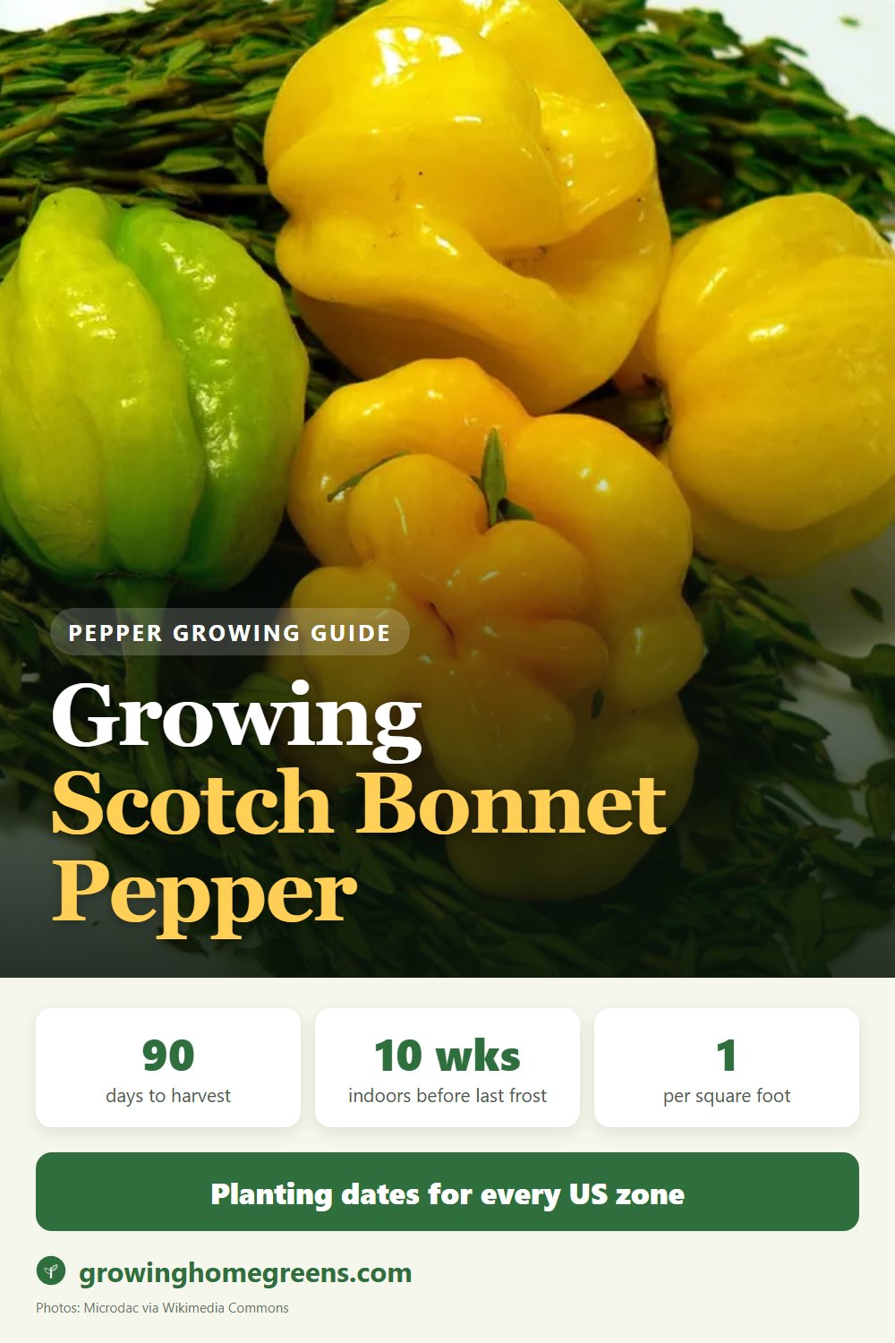 Growing Scotch Bonnet Pepper in USDA zone 11b