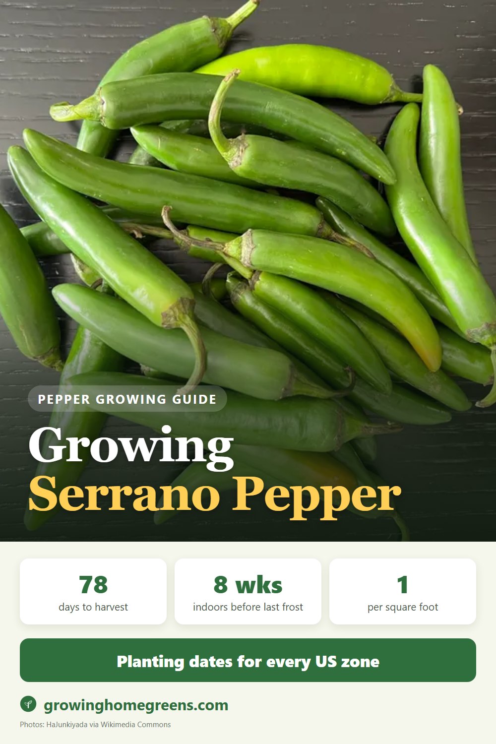 Growing Serrano Pepper in USDA zone 11b