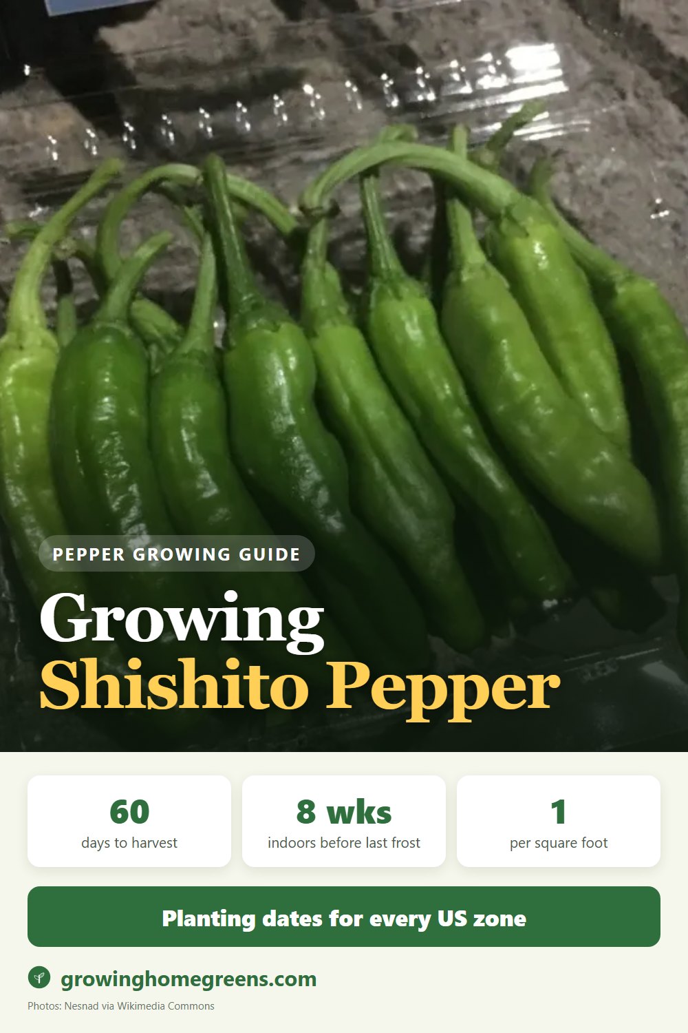 Growing Shishito Pepper in USDA zone 11b