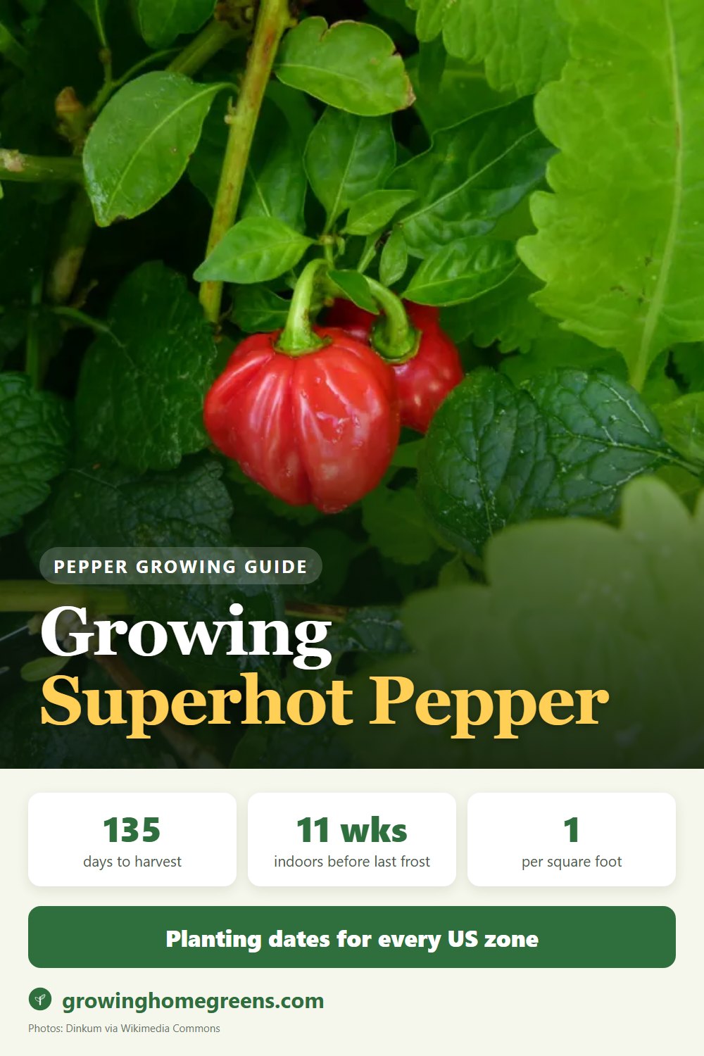 Superhot Pepper (Ghost, Reaper, Scorpion): growing guide