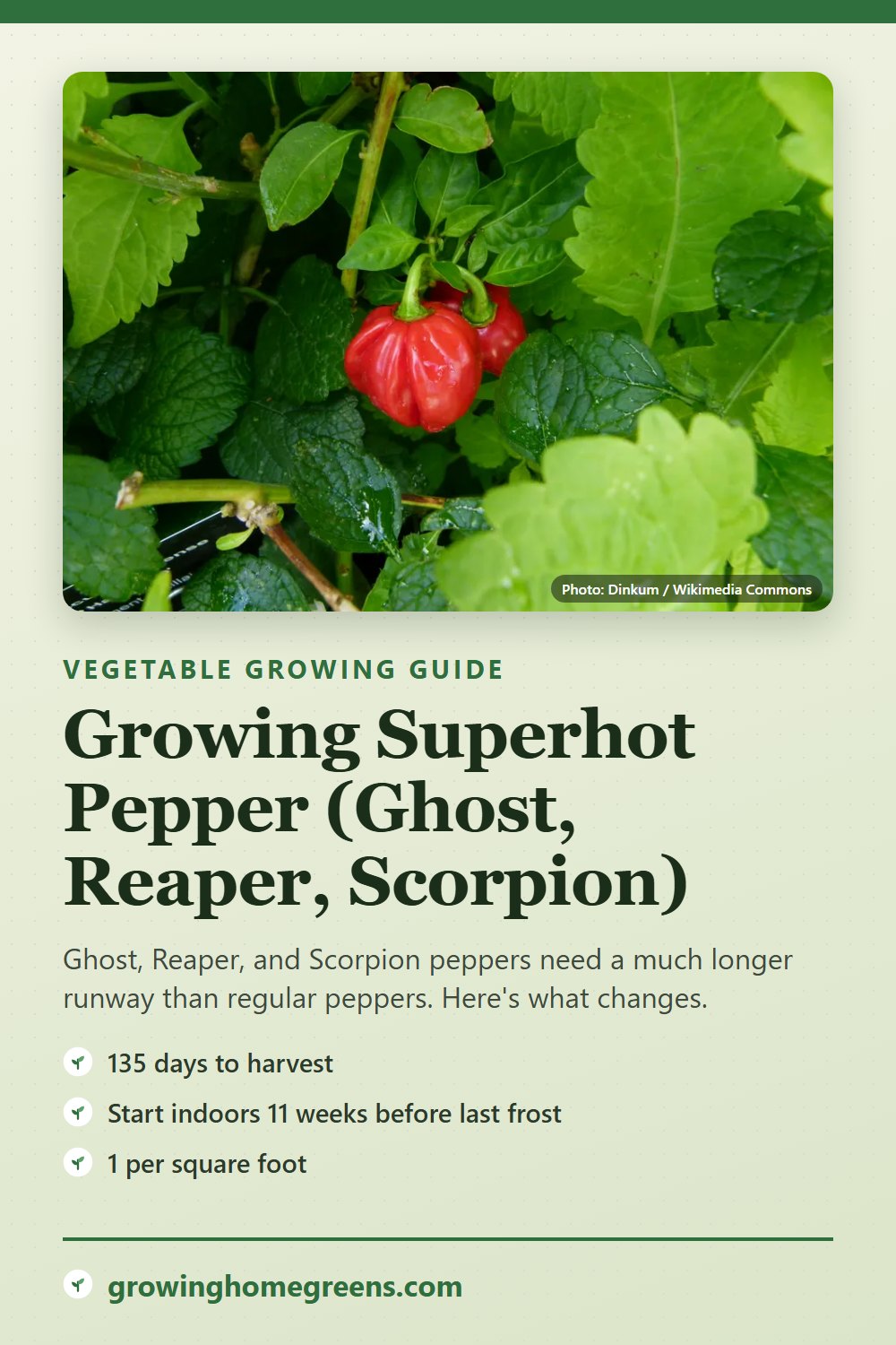 Superhot Pepper (Ghost, Reaper, Scorpion): growing guide