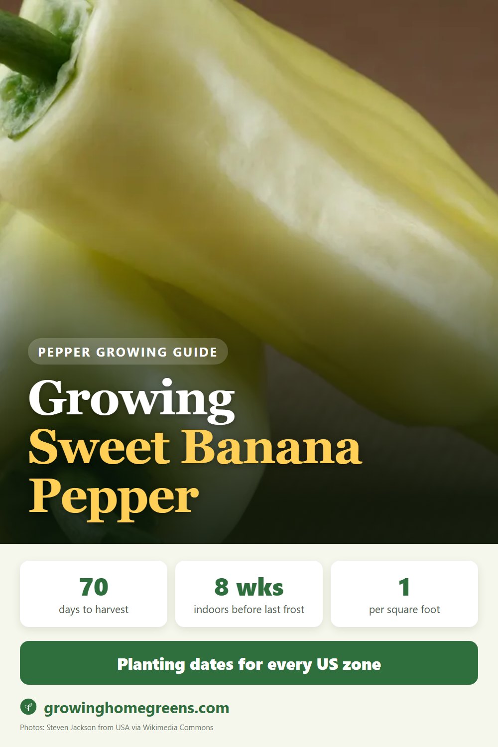 Growing Sweet Banana Pepper in USDA zone 11b