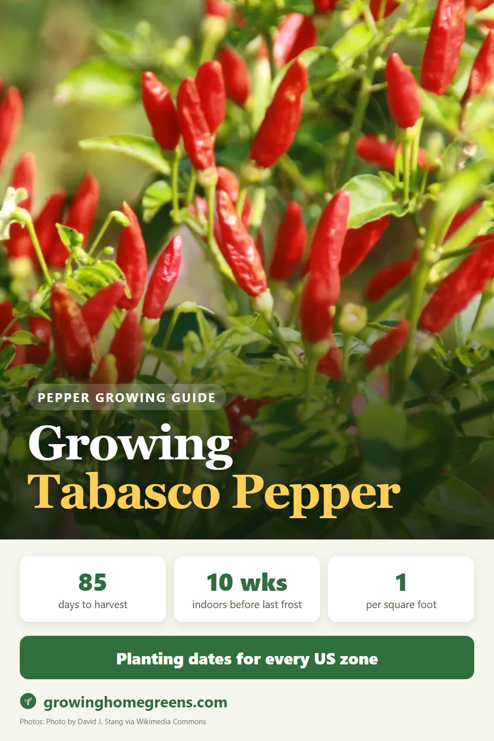 Growing Tabasco Pepper in USDA zone 11b
