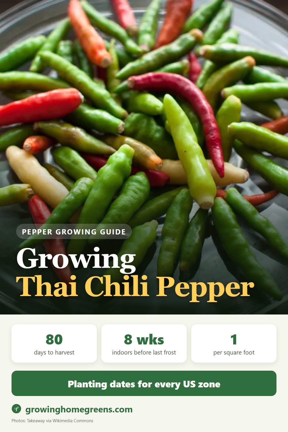 Growing Thai Chili Pepper (Bird's Eye) in USDA zone 11b