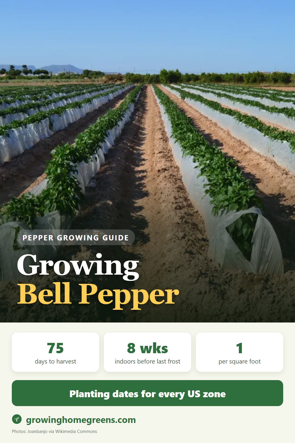 Bell Pepper: growing guide
