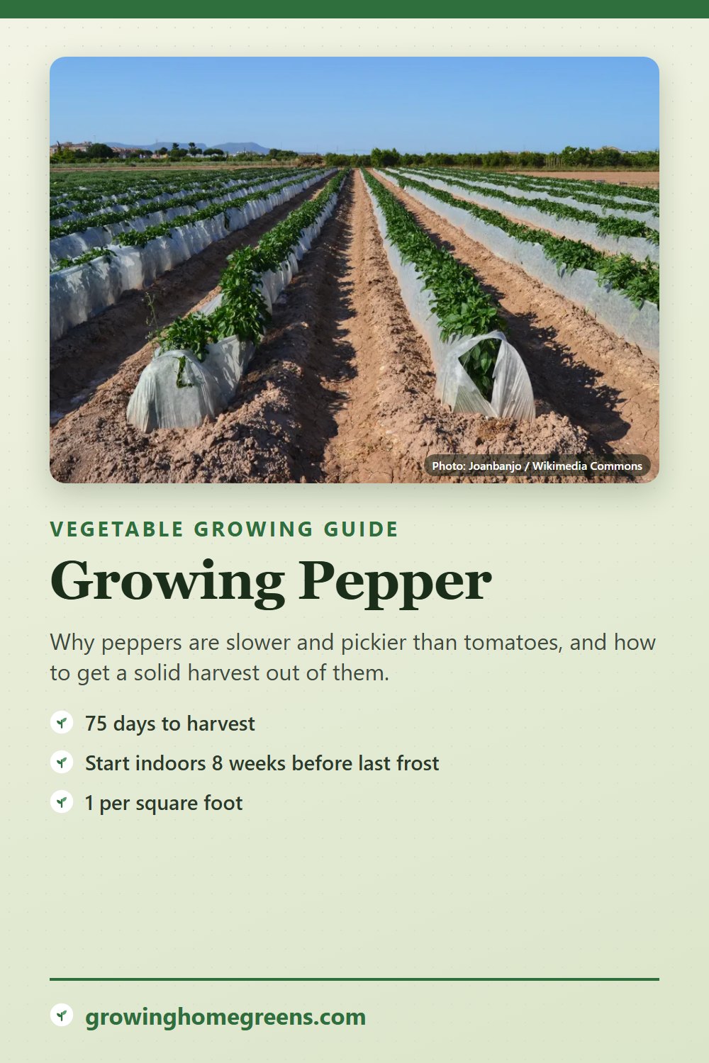 Pepper: growing guide