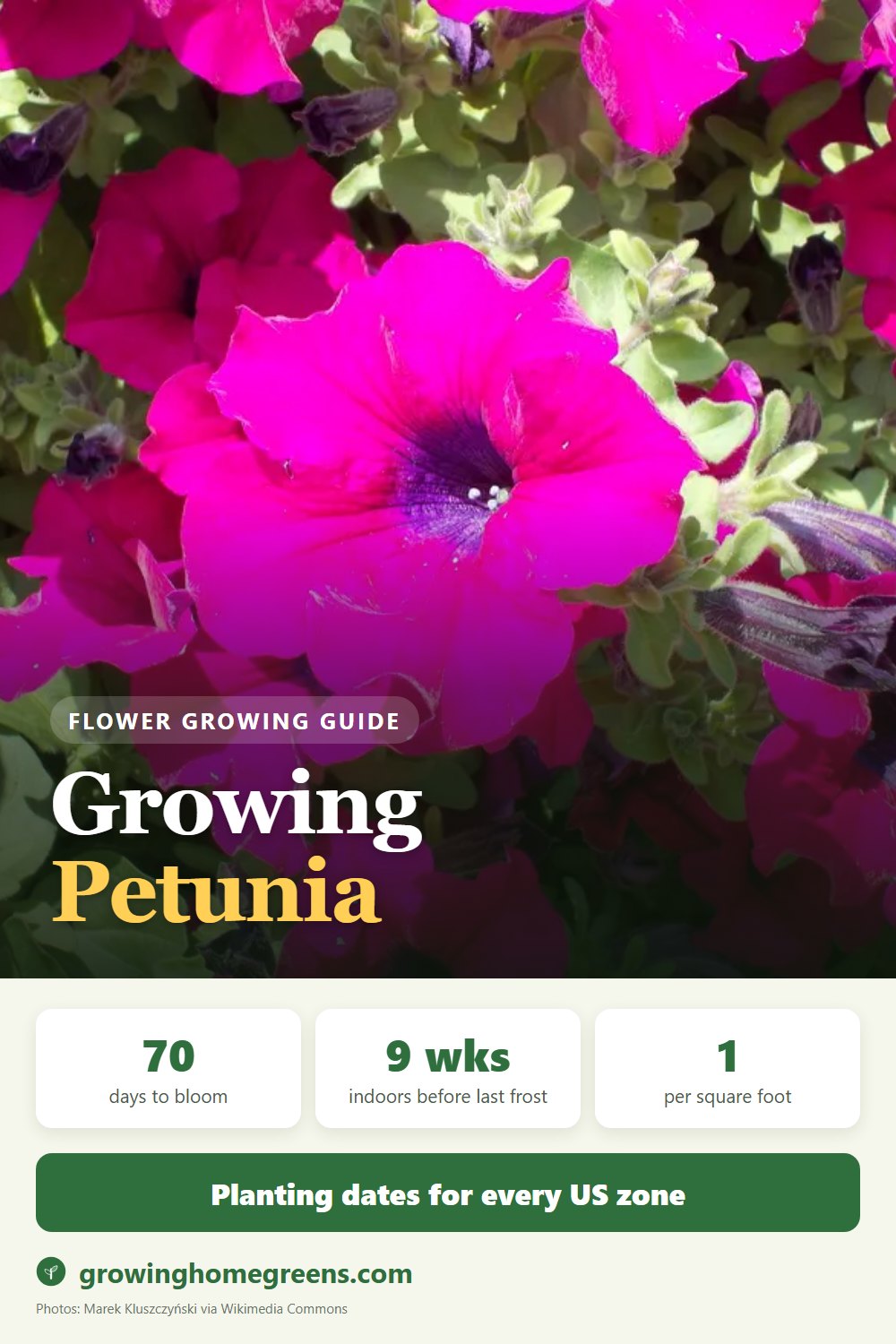 Petunia: growing guide
