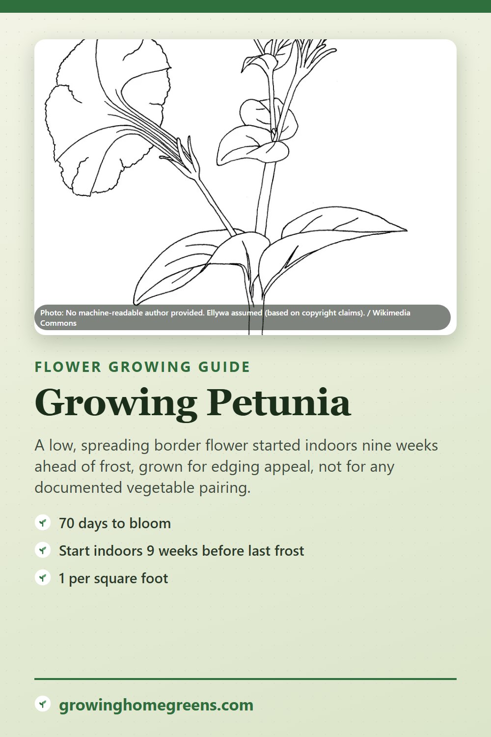 Petunia: growing guide