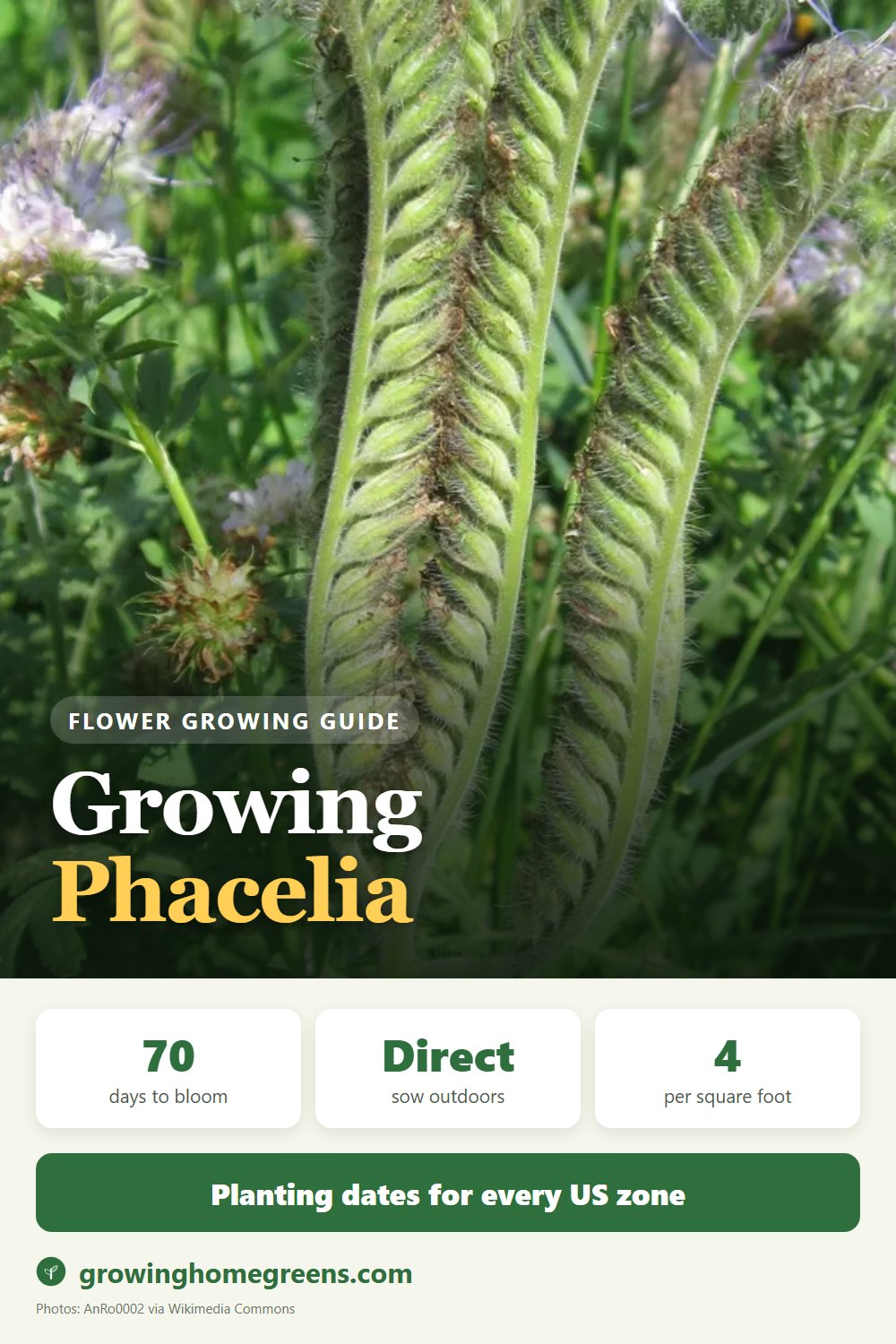 Phacelia (Lacy Phacelia): growing guide