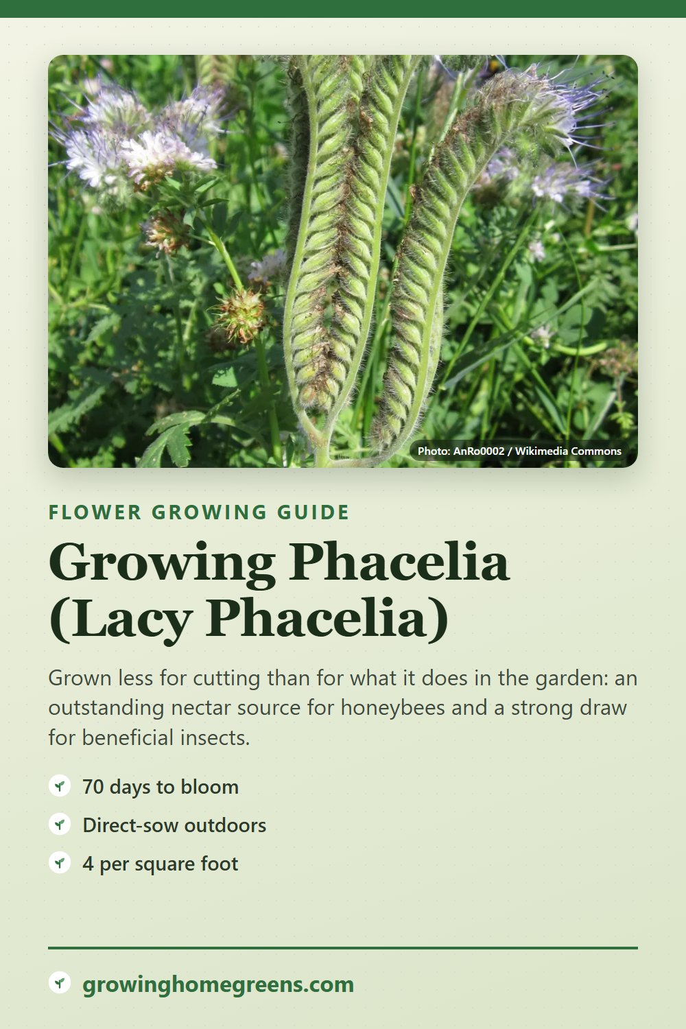 Phacelia (Lacy Phacelia): growing guide