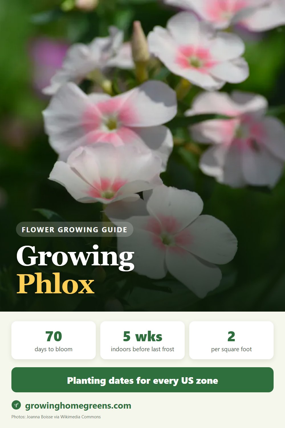 Phlox (Annual): growing guide