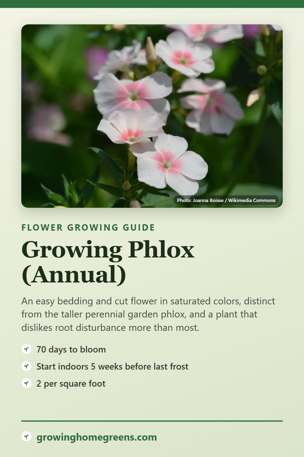 Phlox (Annual): growing guide