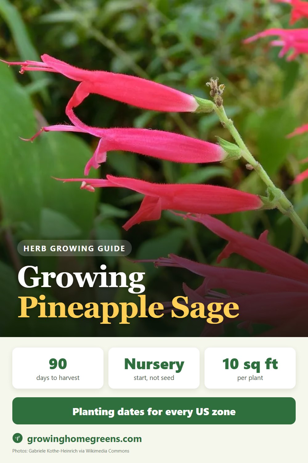 Pineapple Sage: growing guide
