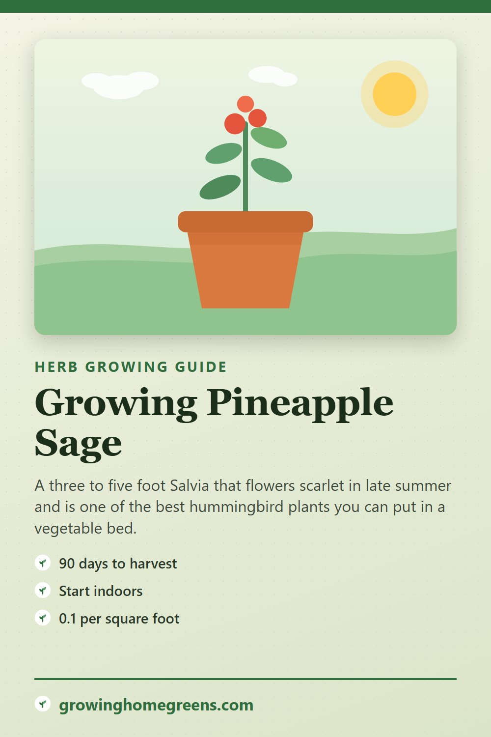 Pineapple Sage: growing guide