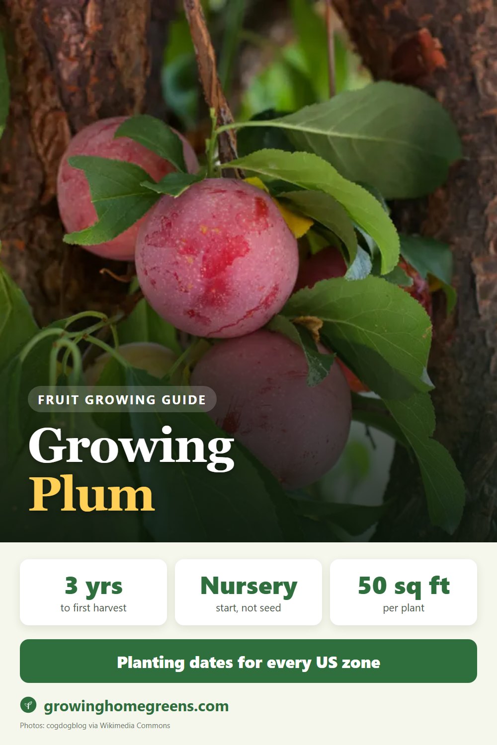 Plum: growing guide
