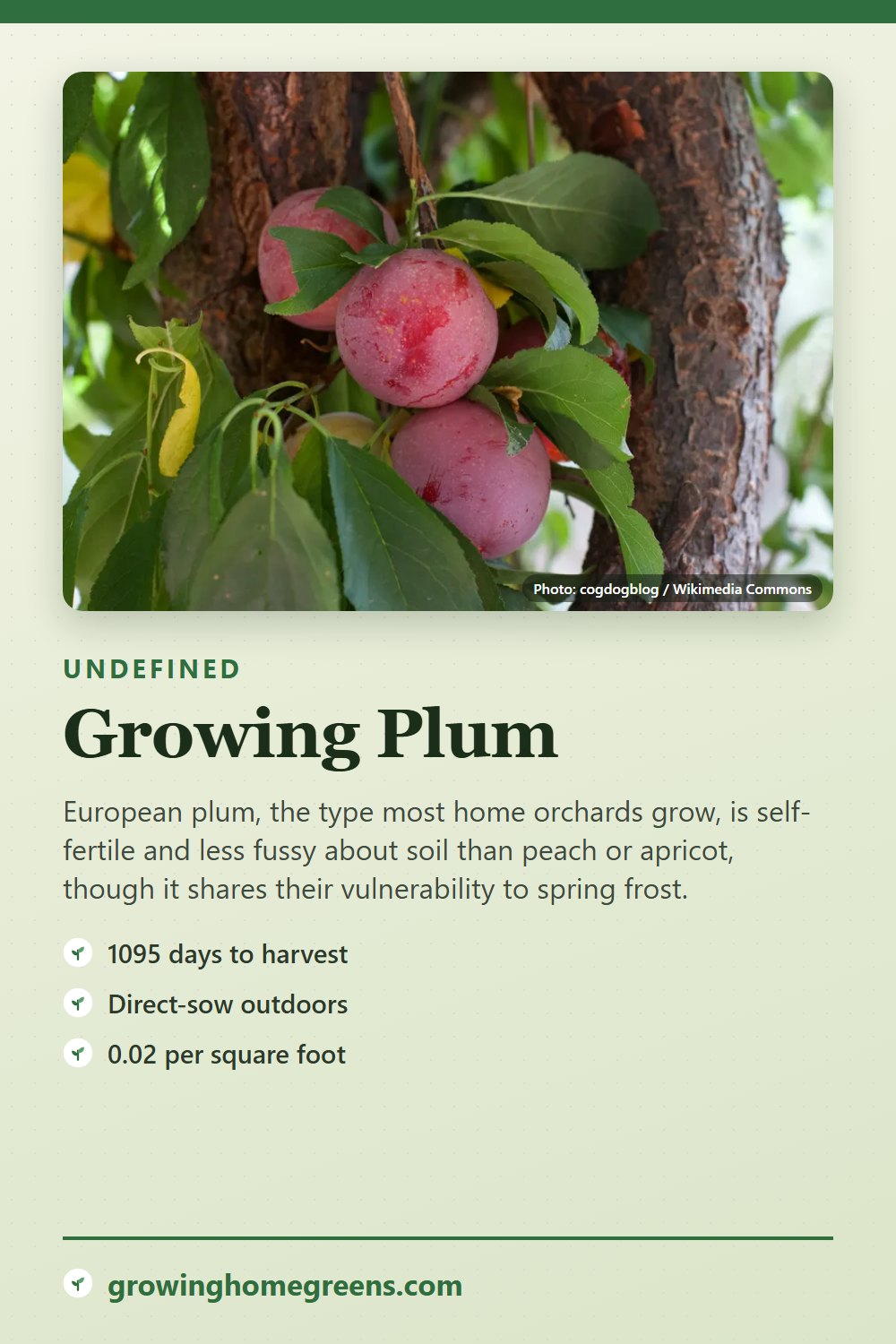 Plum: growing guide
