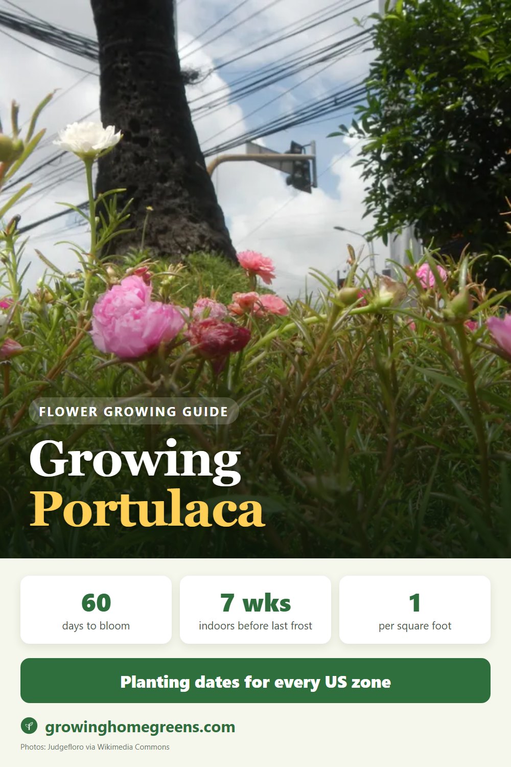 Portulaca (Moss Rose): growing guide